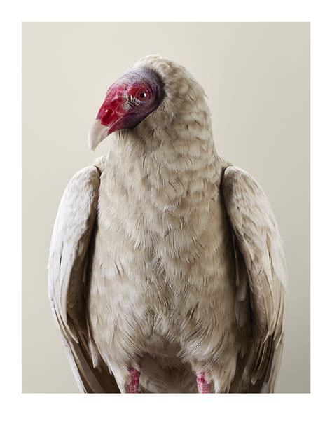 Sponsor an Ambassador Bird — Ojai Raptor Center