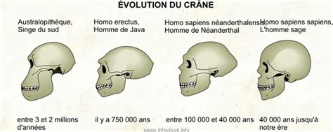 Volution Du Cr Ne Dictionnaire Visuel Didactalia Material Educativo