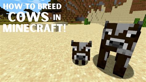 How To Breed Cows In Minecraft Youtube