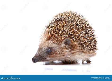 Hedgehog Wild Native European Hedgehog Facing Forward In Natural