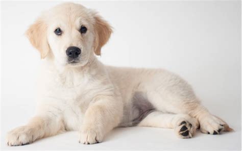 Best Golden Retriever Names - Awesome Ideas For Perfect Puppies