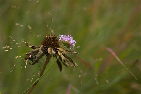 Verbena Echinacea Scott Weber Flickr