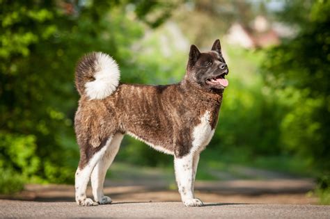 Are Akita Dogs Easy To Train