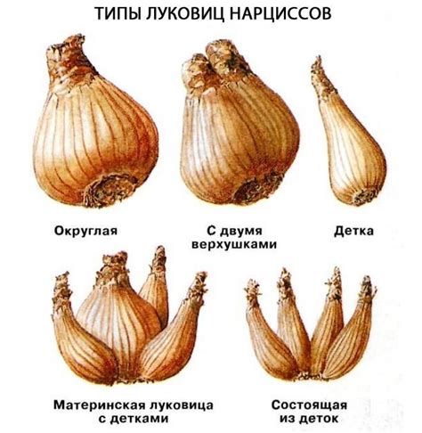 Луковицы Цветов Фото И Названия – Telegraph