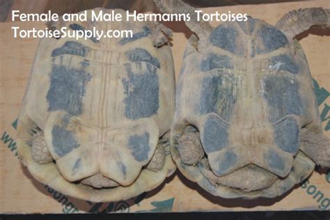 Sexing Your Tortoise How To Determine The Sex Of Your Tortoise