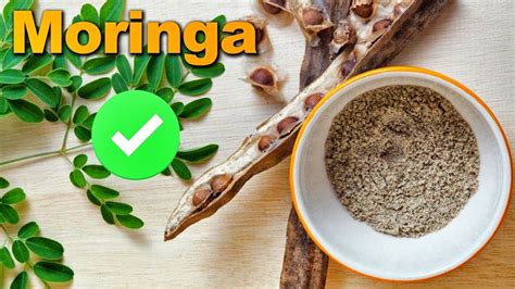 Beneficios De La Moringa Para Tu Salud Como Se Toma Propiedades De