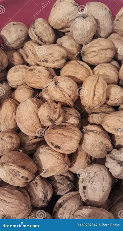 Walnuts in the shell stock image. Image of forest, food - 169702347