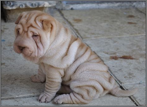 dogs shar pei puppy hd wallpaper