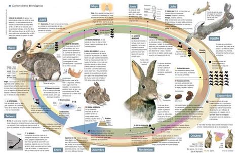 Cómo Es El Ciclo De Vida Del Conejo De Monte