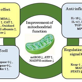 Possible mechanisms of action of H2 in renal disease. Its effects are... | Download Scientific ...