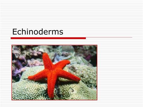 Ppt Echinoderms Powerpoint Presentation Free Download Id 6258439