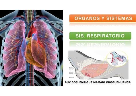 Sis Respiratorio Organ Os Y Si St Em Asorgan Os Y Si St Em As Si S