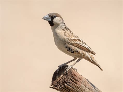 Sociable Weaver Philetairus Socius Birds Of The World