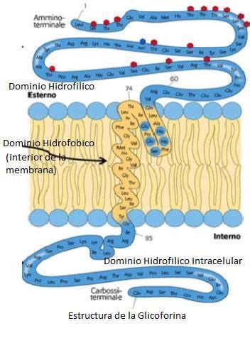 Funcion De Las Proteinas Integrales En La Membrana Celular Consejos