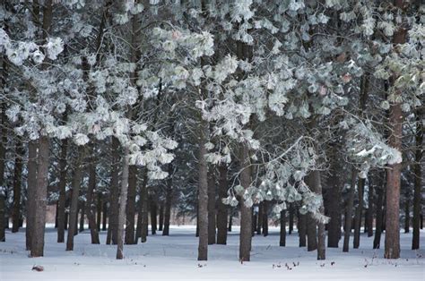 Premium Photo Frosted Pine Needles