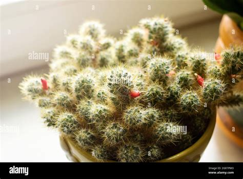 Mammillaria Cultivar Hi Res Stock Photography And Images Alamy