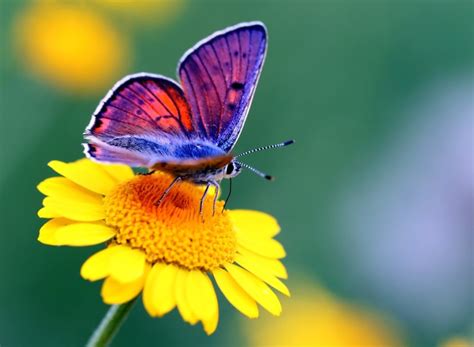 Butterfly Plants: 16 Plants To Turn Your Backyard Into A Butterfly Paradise