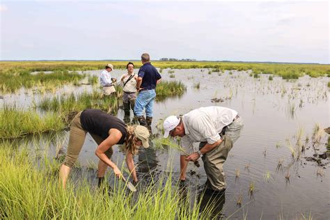 Another marsh restoration milestone at Blackwater NWR | THE WILDLIFE ...