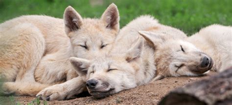 Links 2 20 2023 Naked Capitalism