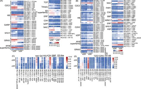 Transcription Factor Identification Among The DEGs Expression Heat