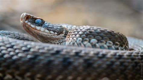 Гадюка обыкновенная | Виталий Матвеев | Flickr