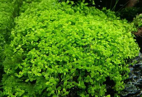 Top 7 Nano Aquarium Plants - Shrimp and Snail Breeder