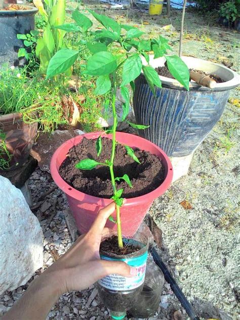 Cara Pindah Tanam Anak Pokok Cili Guna Kaedah Semaian Botol Pot Blog