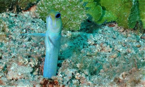 Jawfishes – Climate Change V.I.