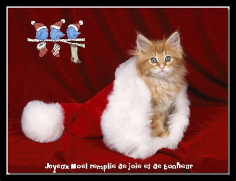 Gambar  Animé Chat Joyeux Noel Anime77