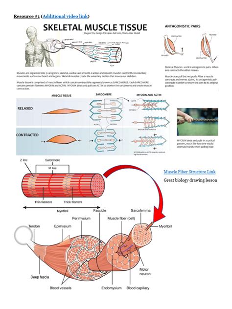 Slow-Fast Twitch Muscles | PDF | Skeletal Muscle | Physiology