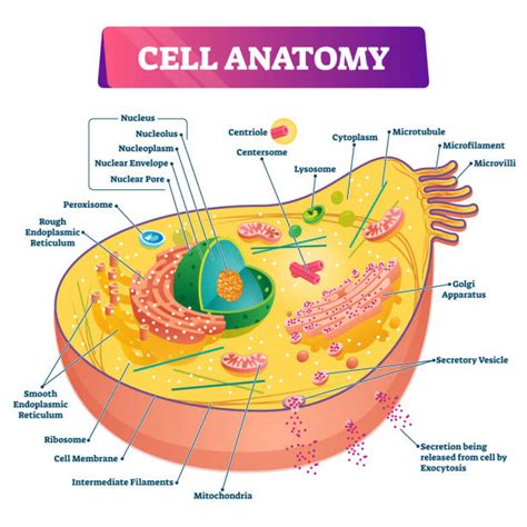 Lysosome Illustrations, Royalty-Free Vector Graphics & Clip Art - iStock