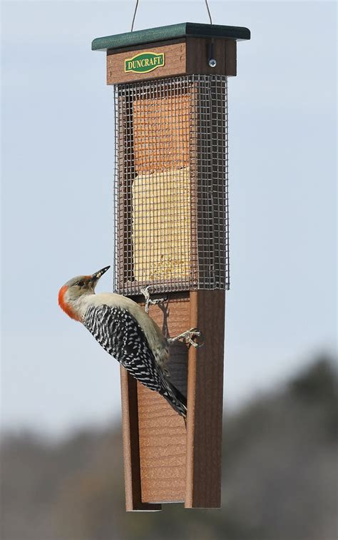 Duncraft Pileated Woodpecker Suet Feeder Suet Feeder