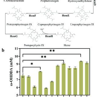 Enhancement of heme synthesis in E. coli. (a) Heme synthesis pathway of ...