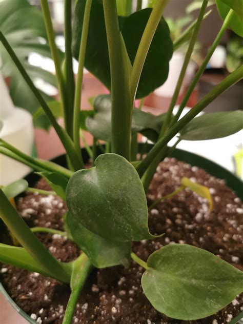 monstera cut small leaves 7