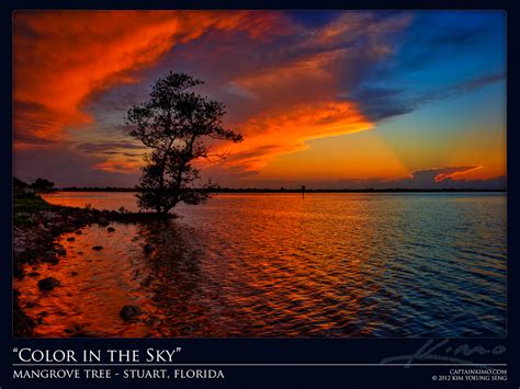 Mangrove Tree At Stuart Florida During Colorful Sunset