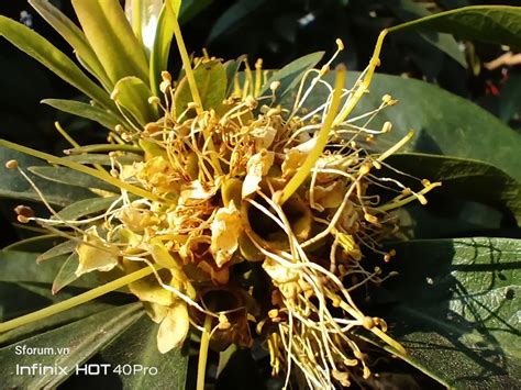 Nh Gi Camera Infinix Hot Pro P Ng T T Nhu C U C B N Ch A Th C S N T Ng D C