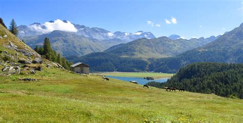 Wanderung Maloja Grevasalvas Sils Im Engadin Via Engiadina