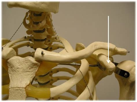 Shoulder Kines Lab Flashcards Quizlet