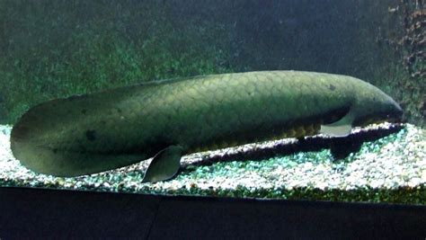 Queensland Lungfish Habitat