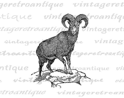 Digital Bighorn Sheep Ram Printable Ram Graphic Illustration Image