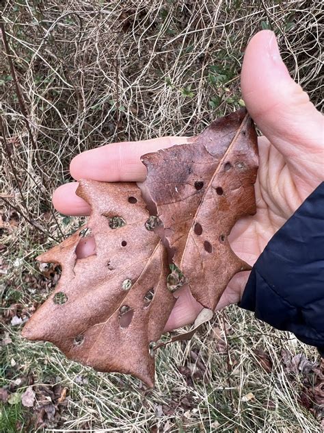 Maryland Biodiversity View Thumbnails Swamp White Oak Quercus Bicolor