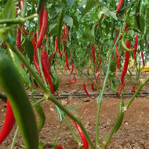 Hot Pepper Red Green At Best Price In Bengaluru By G Floritech ID