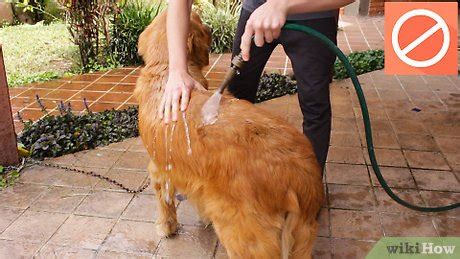 how to wash a dog