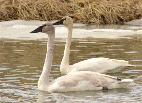 Utah Axes Trumpeter Swan Quota To Save Tundra Swan Hunt Outdoor Life