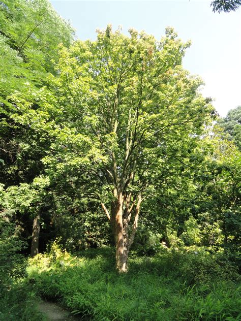 26 Great Flowering Trees for Wisconsin Yards - ProGardenTips