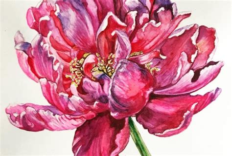 Watercolor Peony Pro Techniques Explained Anna Bucciarelli Skillshare