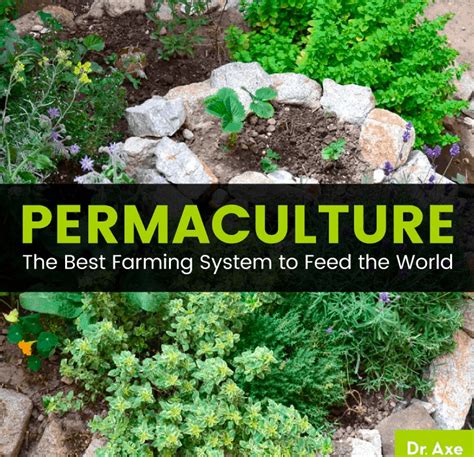 Permaculture The Best Farming System To Feed The World Dr Axe