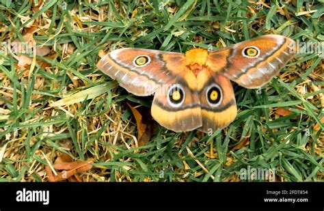 Polyphemus moth Stock Videos & Footage - HD and 4K Video Clips - Alamy