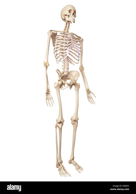 Skeleton anatomy illustration Cut Out Stock Images & Pictures - Alamy