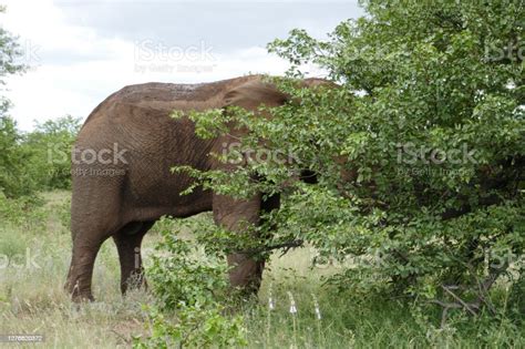 크루거 국립공원 남아프리카 공화국 0명에 대한 스톡 사진 및 기타 이미지 0명 1926년 경관 Istock